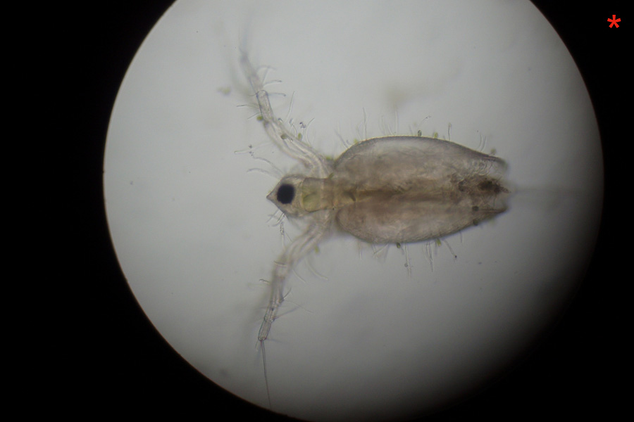 Daphnia (Daphnia) obtusa